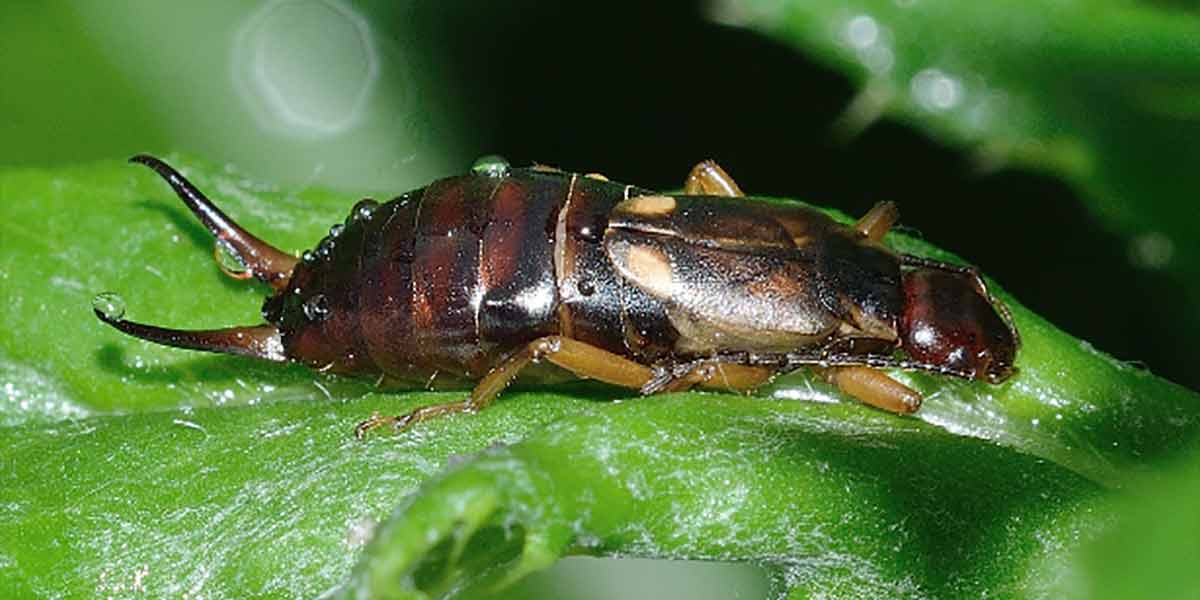 Allarme Forficula, pescheti sempre più colpiti
